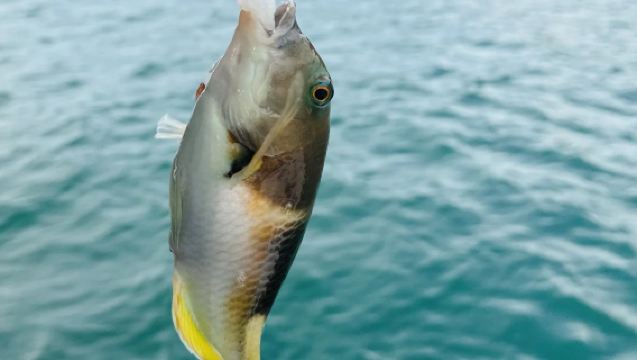 【三亞遊艇包船團建】三亞鴻洲碼頭~海島樂豪華遊艇3小時包船出海團建聚會度假~適合大型海上派對