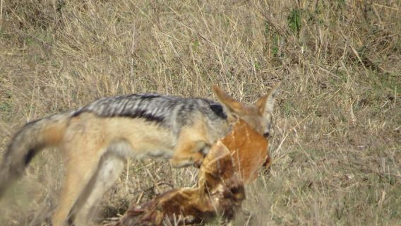 Nairobi-Nationalpark Gruppenreise