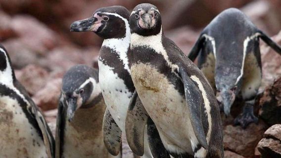 Beobachtung der Meeresfauna auf den Ballestas-Inseln