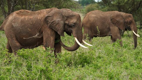 1 Day Trip Lake Manyara National Park