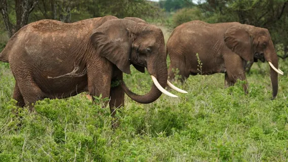 1-tägiger Ausflug zum Lake-Manyara-Nationalpark