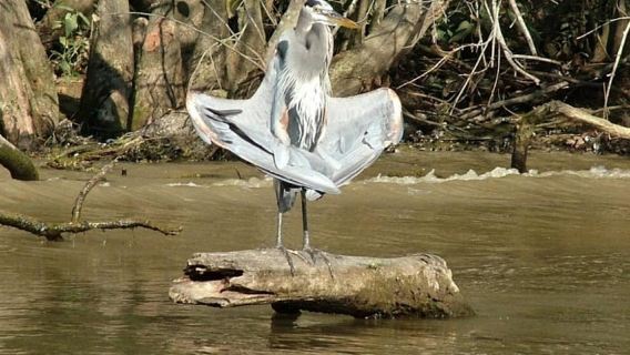 New Orleans: Honey Island Sumpftour