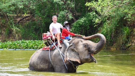 Pattaya Safari World Elephant Park (Pick-up & drop-off at the hotel)|Wide variety of options available|Pattaya's hottest trend