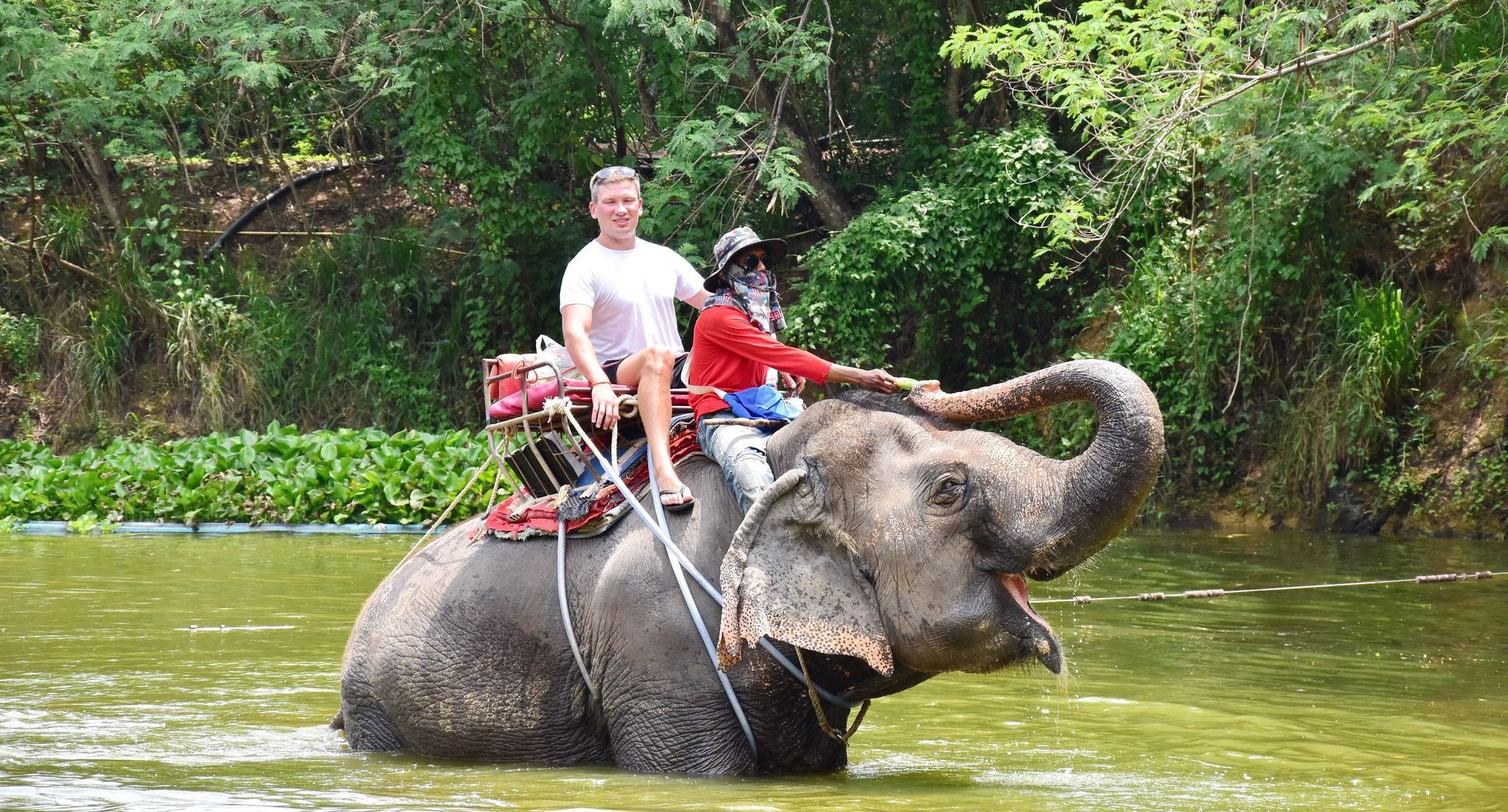 Pattaya Safari World Elephant Park (Pick-up & drop-off at the hotel)|Wide variety of options available|Pattaya's hottest trend