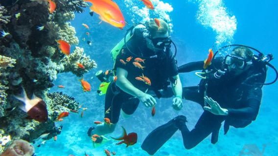 Esperienza di immersioni subacquee private a Nha Trang - Immersioni nella barriera corallina (con Divemaster)