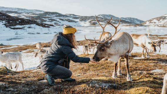 Tromso|Kvaløya Reindeer Experience + Sommarøy Island + Lunch