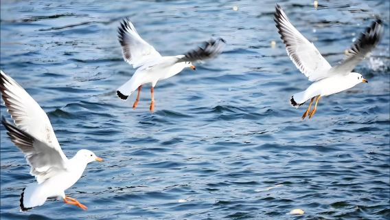 [Privattour] Tagesausflug nach Tianjin: Nordwestecke, Xiangsheng-Komödie, Altkulturstraße, Porzellanhaus und alter Hafen