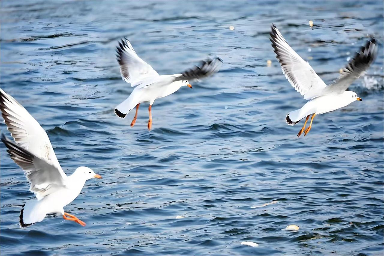 1-day private tour: Tianjin Northwest Corner + Crosstalk + Ancient Culture Street + Porcelain House + Laomatou