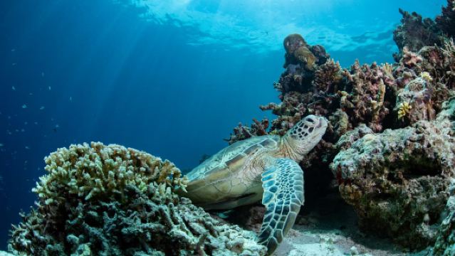 Lawatan Sehari VIP Berkumpulan Kecil Maksimum 6 Orang Semporna, Menyelam Skuba di Pulau Mataking & Pulau Mabul