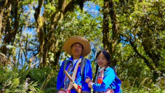 高黎貢山青草嶺毛毛球森林6公里徒步+雷擊木森林+傈僳手抓飯