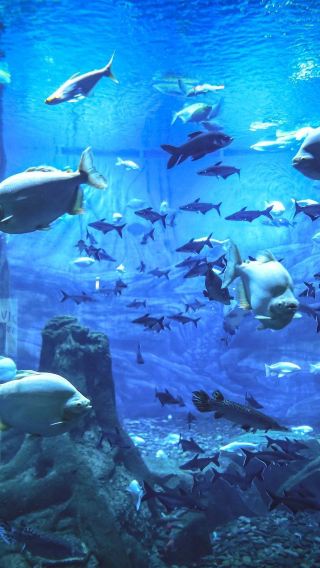Shanghai Haichang Ocean Park Private Group Day Tour [Flexible Departure Time]: Charter Service + Tickets