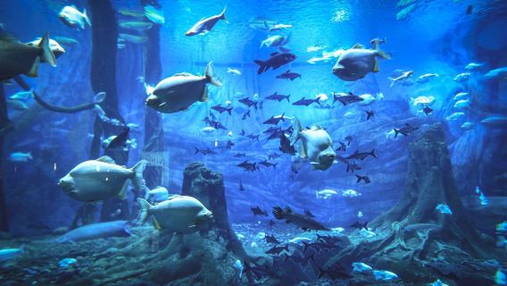 Tour privato di un giorno al Parco Oceanico di Shanghai Haichang con orario di partenza flessibile: servizio di auto privata + biglietti inclusi