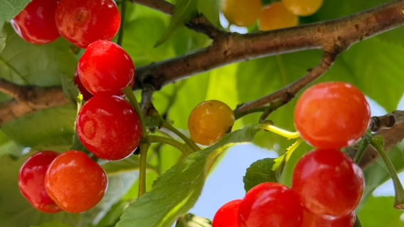 1-day tour in Hokkaido, Japan: Cape Kamui + Yoichi + Shimamuiko coast + fruit picking