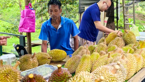 Penang: Buffet di durian a volontà, 100% maturazione naturale, con un sapore più fresco e aromatico.