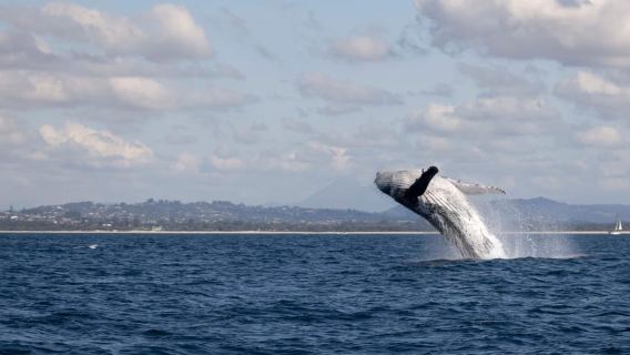 Gold Coast/Coolangatta: Whale Watching with Marine Biologist