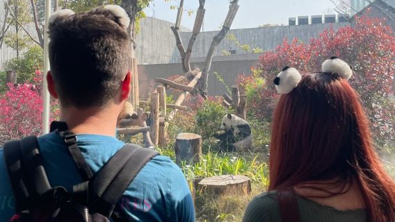 Base de pandas + Templo Daci + Taikoo Li en la calle Chunxi: excursión de un día | té en tazón con tapadera en un templo antiguo ◆ búsqueda de delicias en calles y callejones