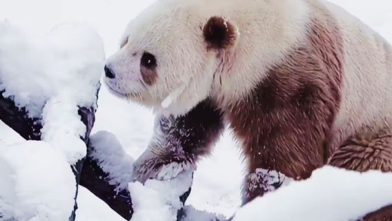 Wycieczka jednodniowa z Xi'an: Panda Qizai + Muzeum Folkloru Guanzhong
