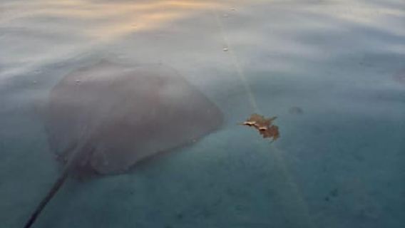 Sunset Magic Cruise – Chill & Aperitif in Tahiti Lagoon