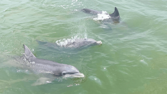 Hilton Head Island: Ocean Dolphin Cruise