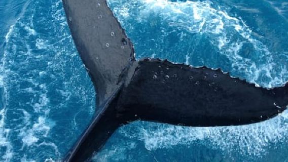 Noosa; Noosa Ocean Adventures - Whale Watching
