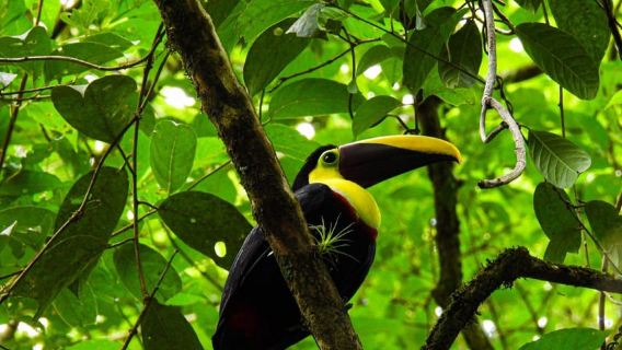Bijagua de Upala: Rainforest, sloths, birds, and tons of fun