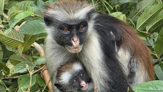 Jozani Forest & Salaam Cave Sanctuary – Zanzibar Nature Experience