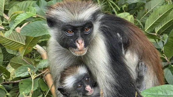 Jozani Forest & Salaam Cave Sanctuary – Zanzibar Nature Experience