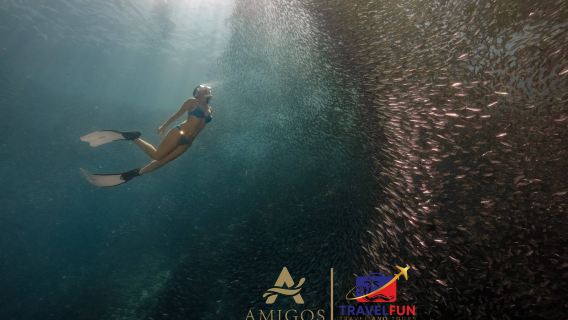 Oslob Whale Shark Watching + Moalboal Sardines Storm Snorkeling one-day tour