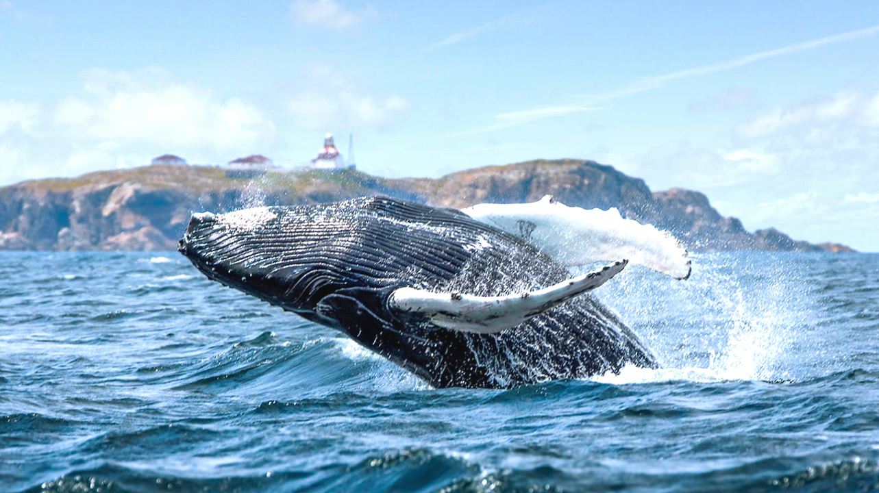 Okinawa Half-day Whale-watching Tour: Encounter Humpback Whales from Chatan