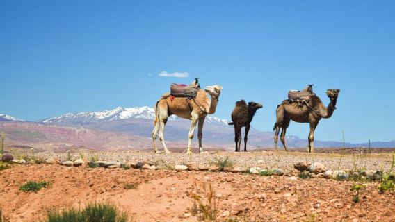 Morocco Marrakech Departure: Atlas Mountains Agafie Desert Tour (Transportation & Lunch)