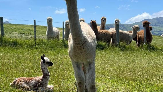 ニュージーランド + 博物館 + クライストチャーチ アート センター + アルパカ牧場チャーター車日帰りツアー(中国語と英語のサービス付き)