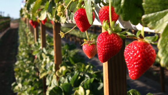 美國洛杉磯田中農場+拉古納海灘+戴維船長的賞鯨&海豚之旅