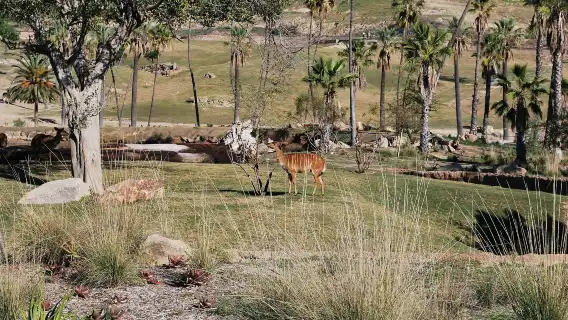 San Diego Zoo Safari Park: Entry Ticket