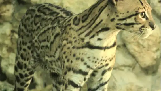 Croco Cun Zoo: Fast Track Ticket