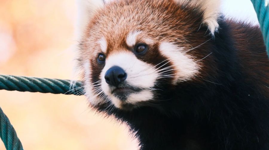 北海道+旭川市旭山動物園+森林精靈露台+青池一日遊|可選9-13人
