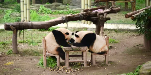 重慶動物園+洪崖洞+遊兩江+觀軍艦+看熊貓一日遊【熊貓巴士】