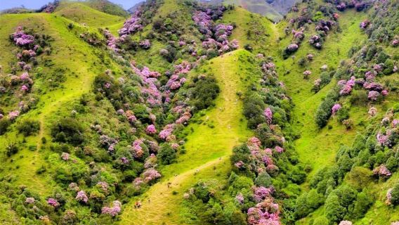 Yangjiang Yutun Mountain + Pearl Bay + Fei'e Ling + Tai O Fishing Village one-day tour with Chartered Car - English Service Available