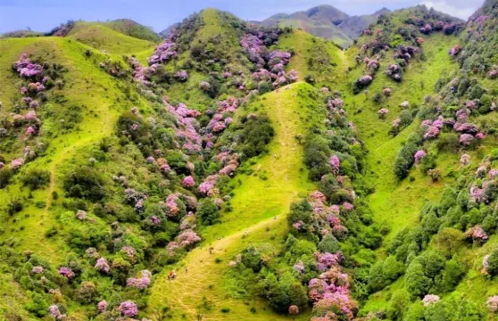 陽江玉豚山+珍珠灣+飛鵝嶺+大澳漁邨包車一日遊-可中英文服務