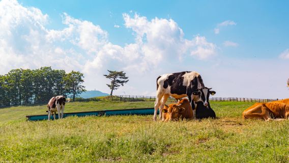Gangwon-do|Daegwanryeong Sky Ranch x Pyeongchang Mountain Coaster (Summer Outing Only)