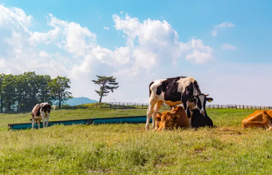 江原道|大關嶺天空牧場X平昌山岳過山車