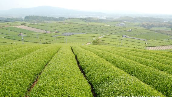 YokaBus Heritage in a Cup Yame Tea and Sake Tasting Expedition