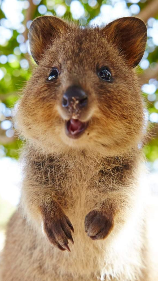 Rottnest Island day experience tour [round-trip from Fremantle/Perth pier]