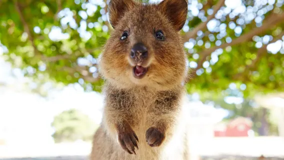 Rottnest Island one-day tour Round-trip from Fremantle/Perth