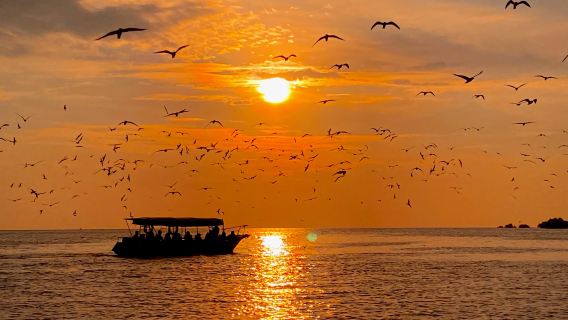 Eagle Feeding Experience in Kuala Selangor