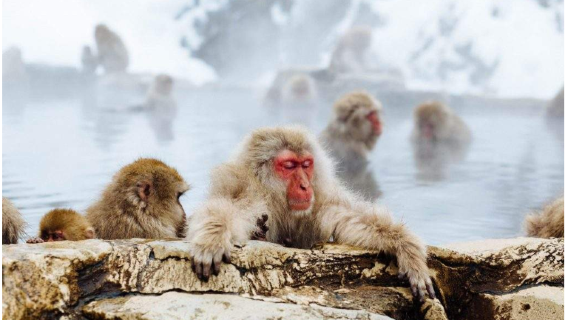 1-day tour to Japan's Nagano Snow Monkey Park, Zenkoji Temple & Sake Tasting with lunch from Nagano Station