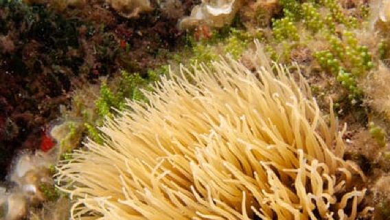 Porto Santo Stefano: Lawatan Sehari Snorkeling dengan Makan Tengahari