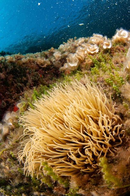Porto Santo Stefano: Perjalanan Snorkeling Sehari dengan Makan Siang