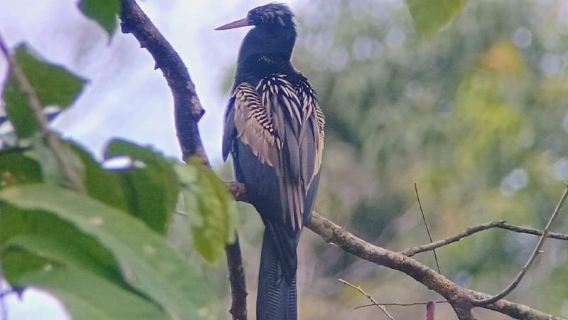 Manuel Antonio: Lawatan Kayak di Bakau untuk melihat haiwan