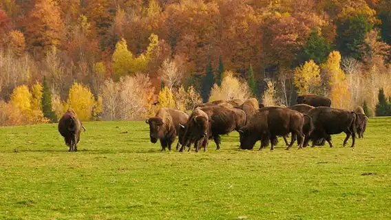 Montebello, QC: Morning VIP Tour at Parc Oméga