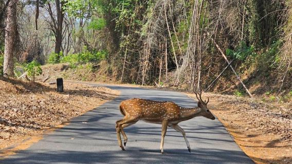 Tur Sehari Coimbatore: Hutan, Satwa Liar & Perjalanan Stasiun Bukit